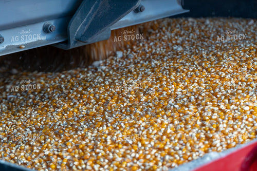 Dumping Popcorn into Auger 65523