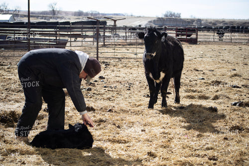 Tagging Calf 117299