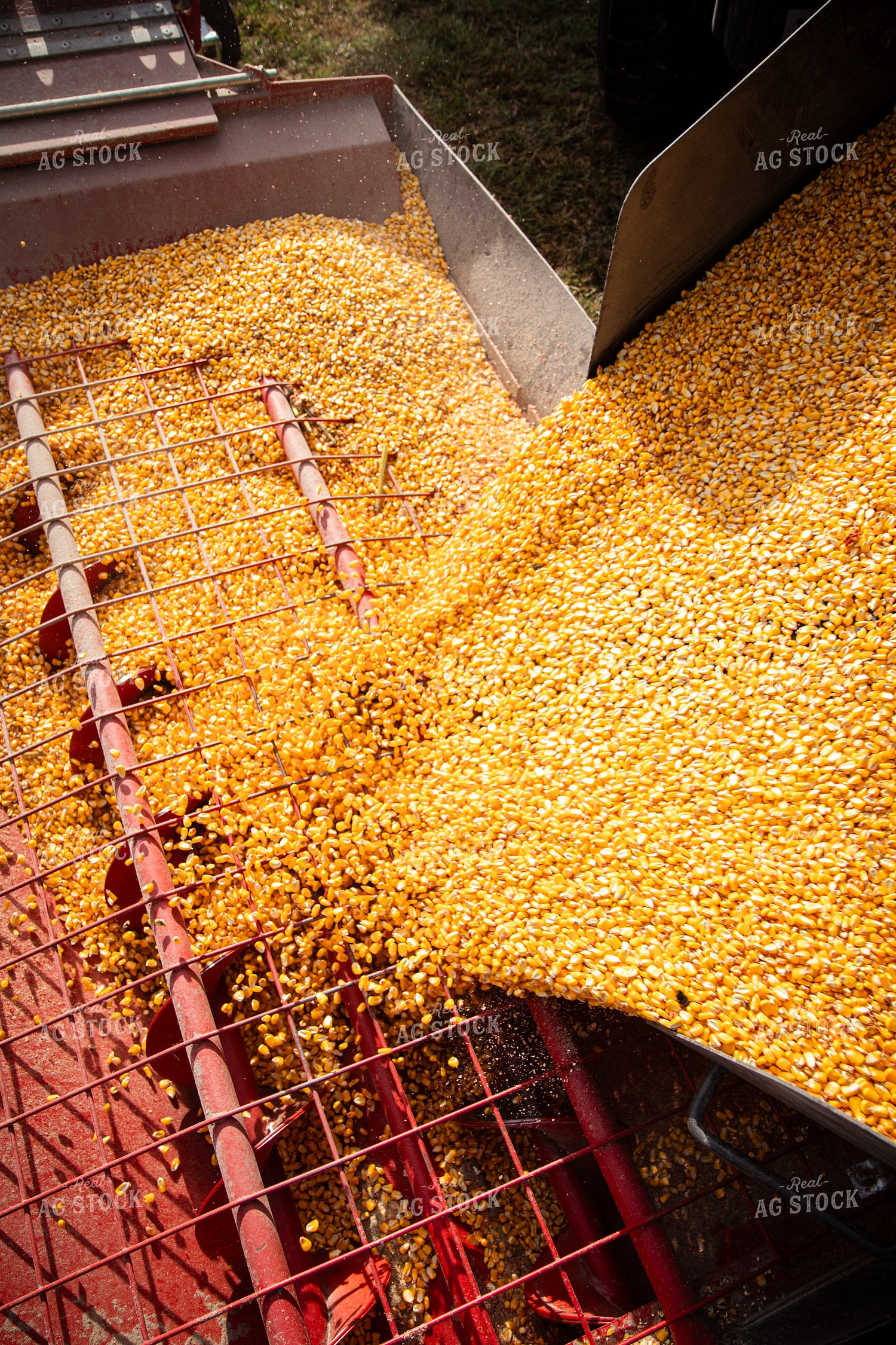 Unloading Harvested Corn 268177