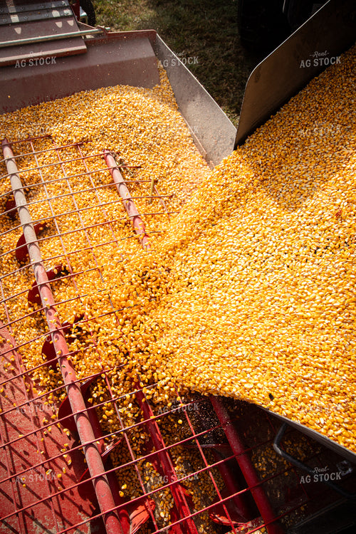 Unloading Harvested Corn 268177