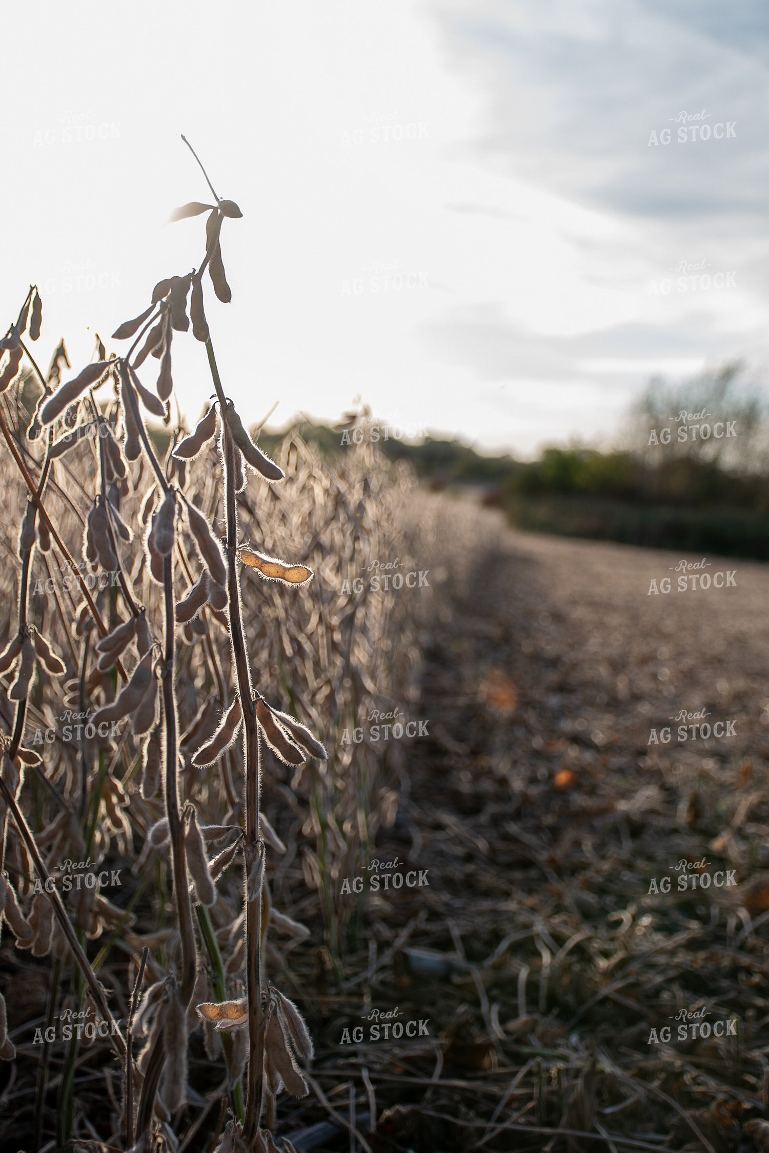 Soybean Field Ready for Harvest 50284