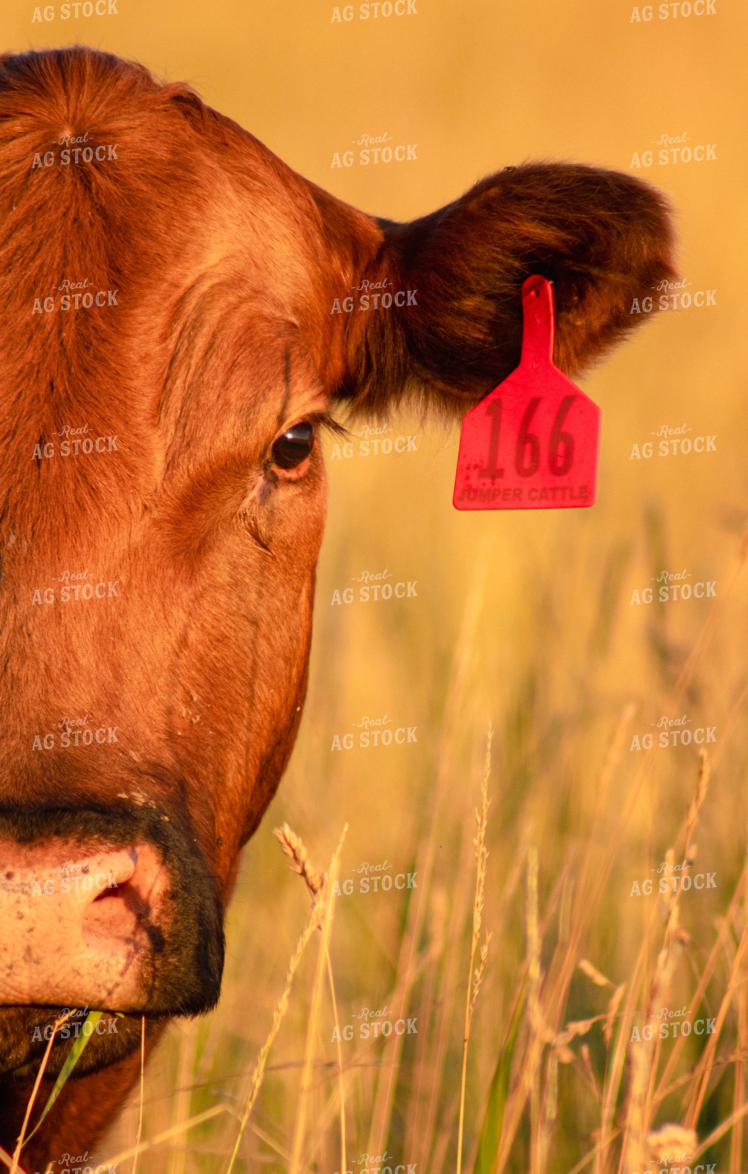 Red Angus Cow 214049
