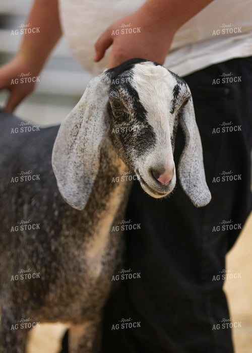 Showing Goats 160263