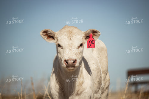 Charolais Cattle 155040