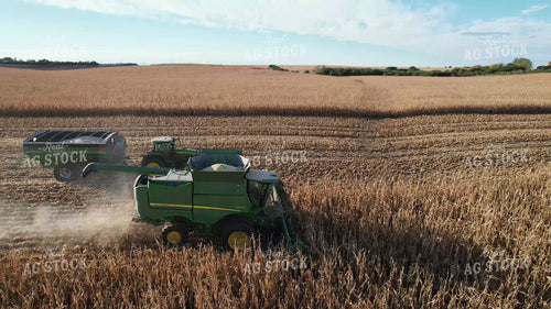 Harvesting White Corn 65569