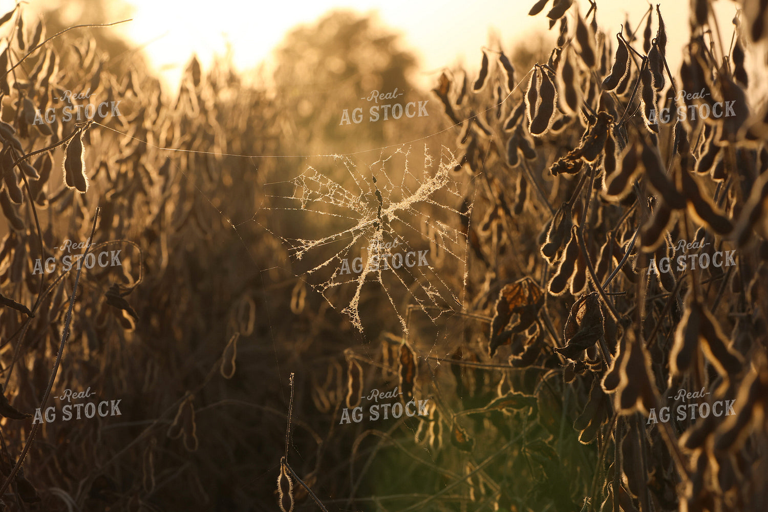 Cobweb in Soybean Field 109152