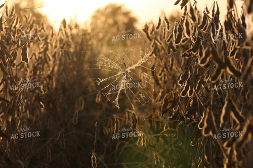 Cobweb in Soybean Field 109152