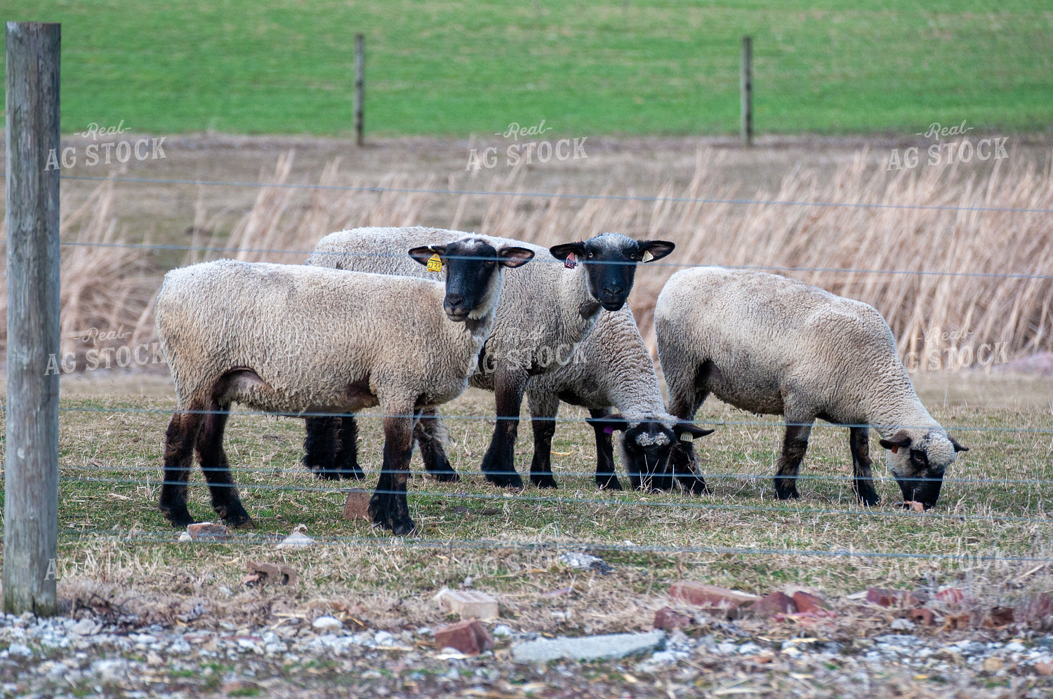 Sheep 103088