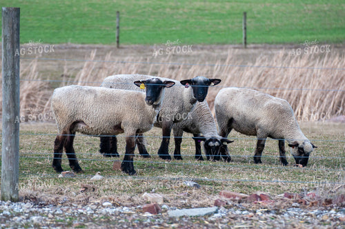 Sheep 103088