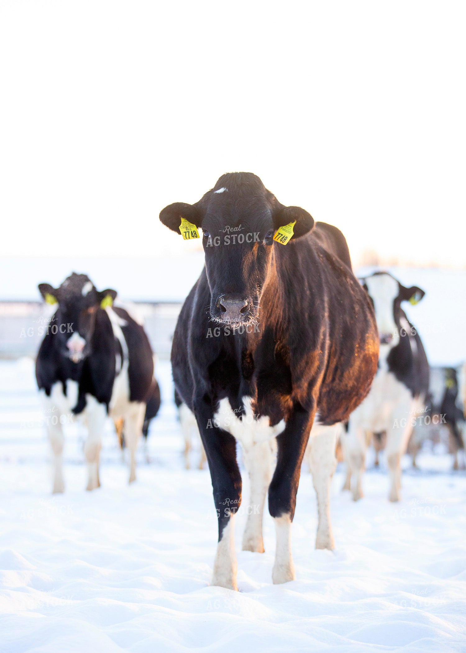 Holstein Cattle in Pasture 55176