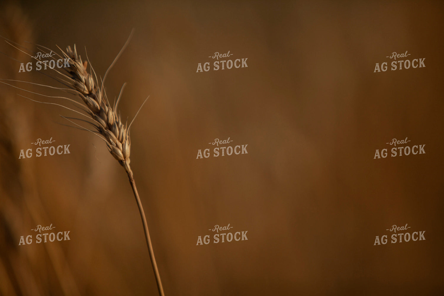 Wheat 2152