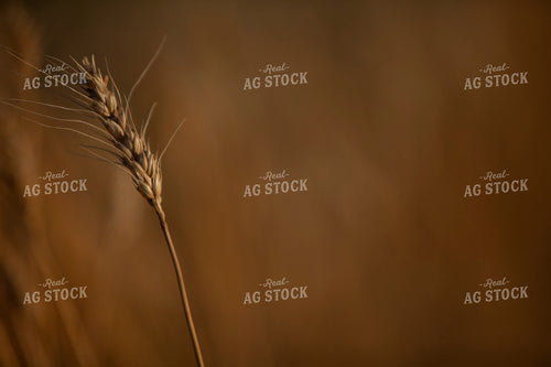 Wheat 2152