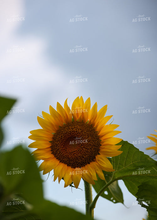 Sunflowers 160201