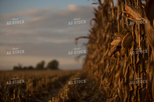 Corn - Dry 1325