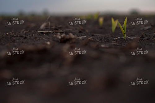 Corn - Early Growth 1180