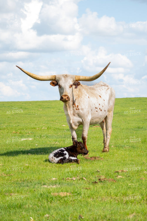 Longhorn Cow Calf Pair 155519