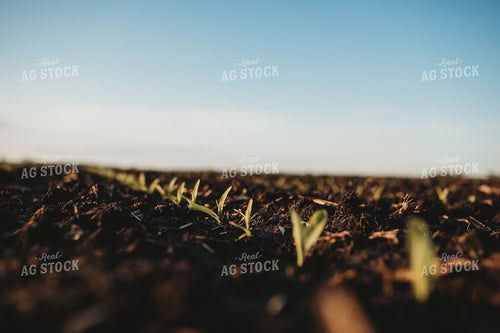 Stage V1 Corn in Dark, Wet Soil 4042