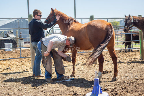 Farrier Trimming Hooves 155579