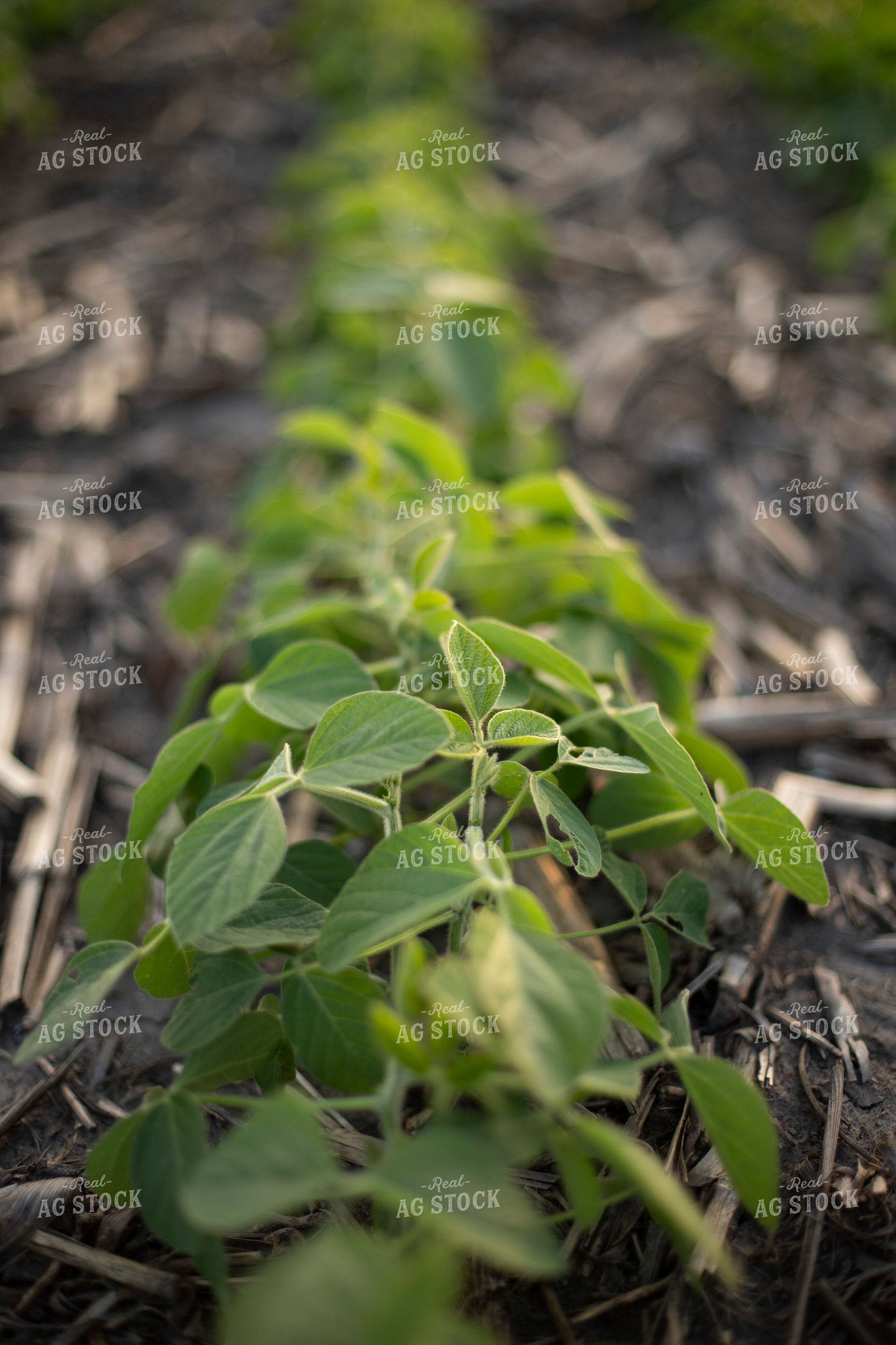 Mid-Season Soybeans 93100