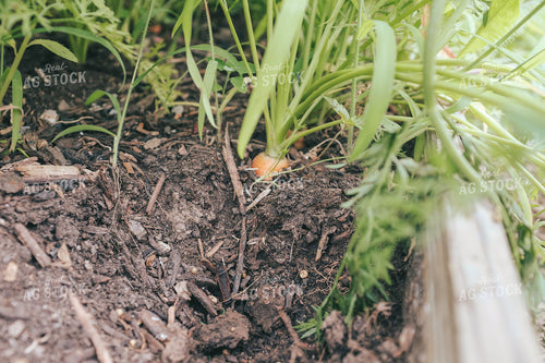 Carrots 162047