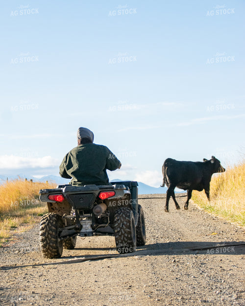 Herding Cow with ATV 51017