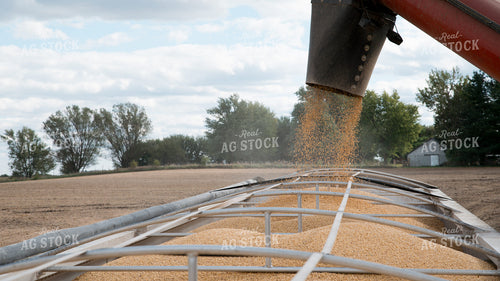 Soybean Harvest 26267