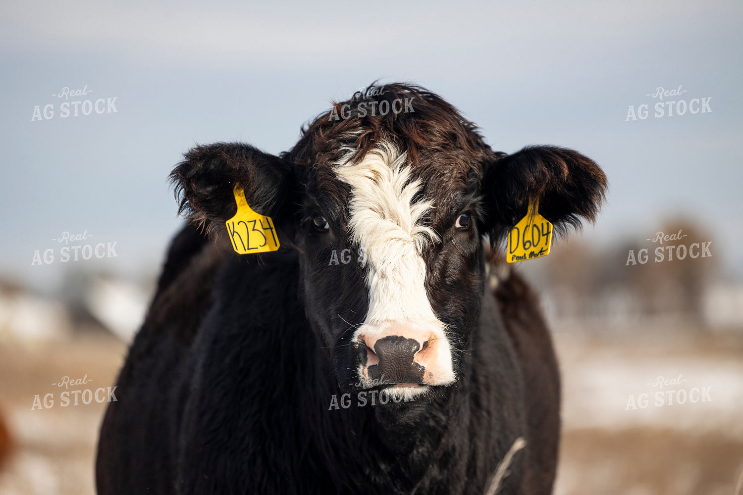 Simmental Cattle 72168