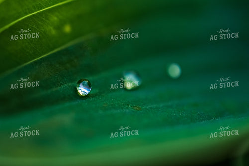 Dew on Corn Leaves 191136