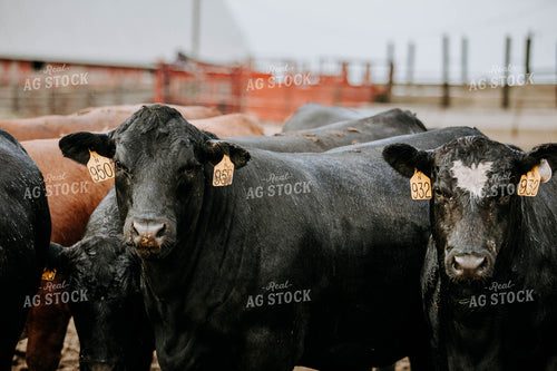 Cows in Farmyard 77108