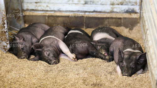 Hampshire Piglets 160024