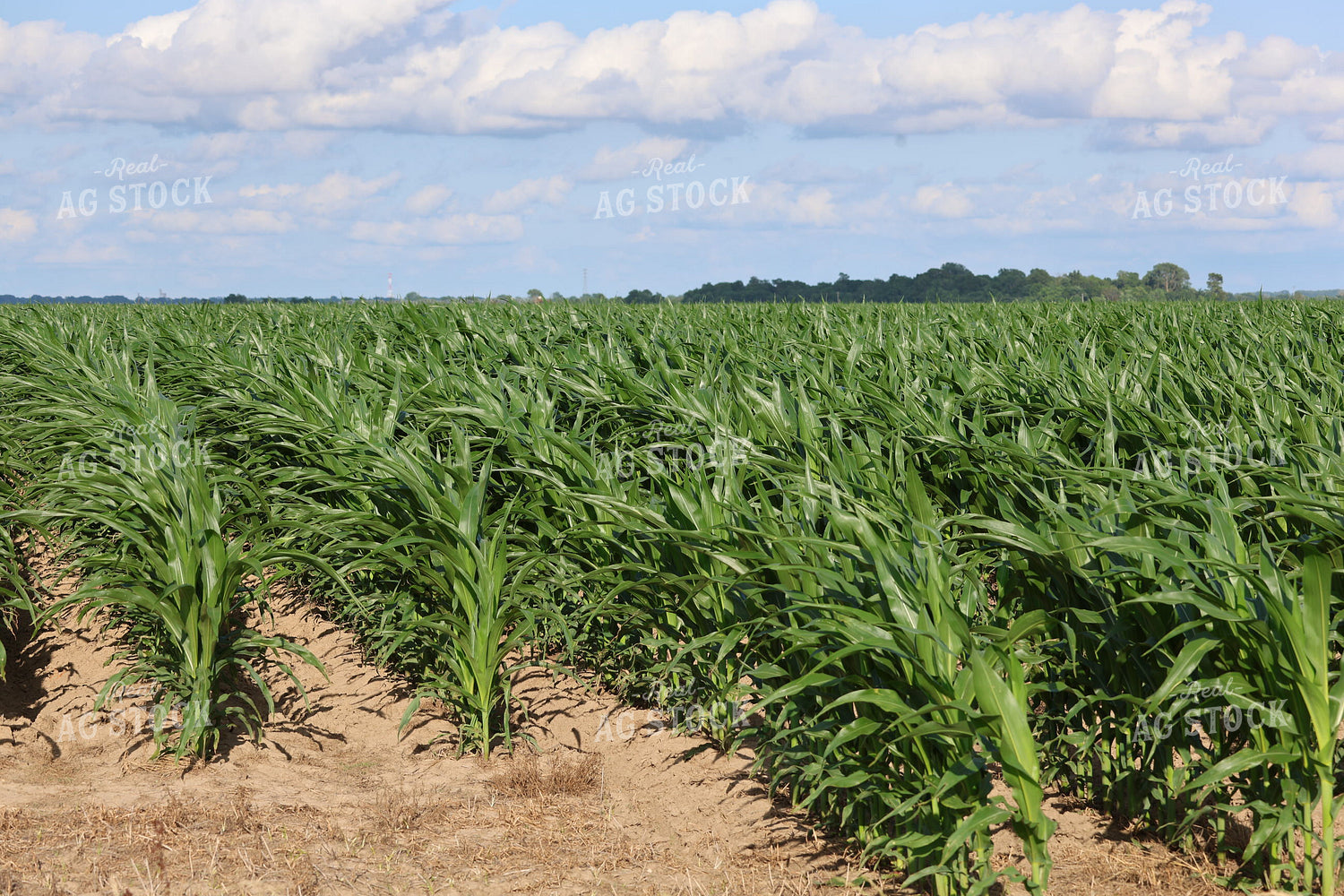 Parched Midseason Corn 265011
