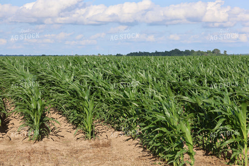 Parched Midseason Corn 265011