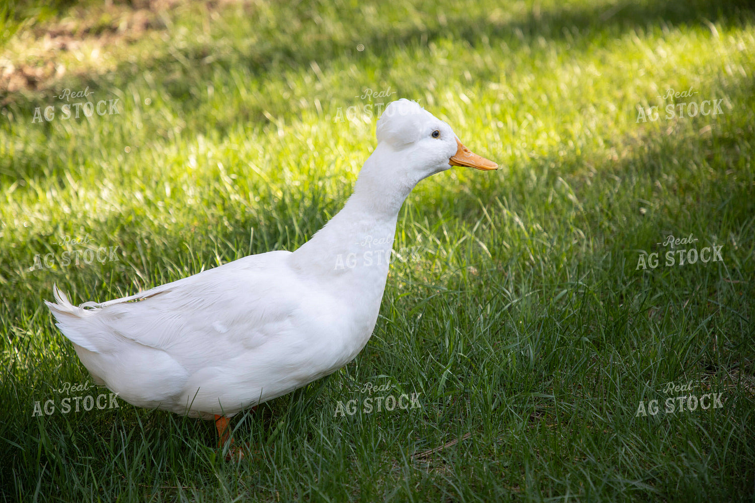 Duck 117322