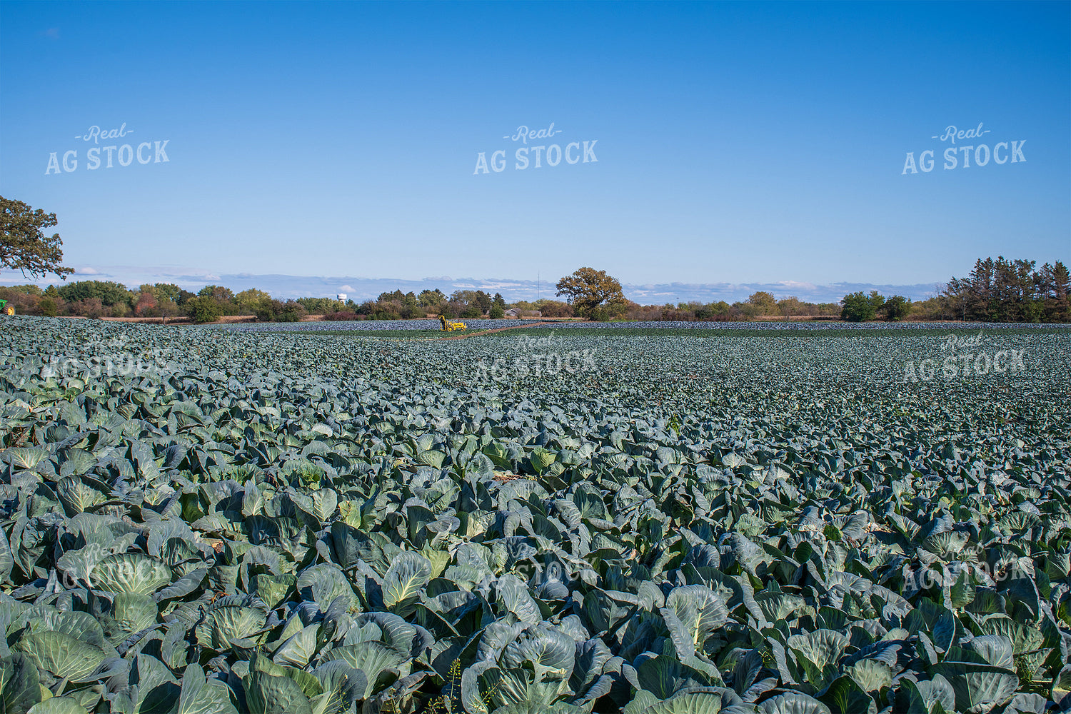 Cabbage Field 50166