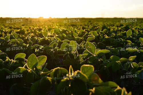 Soybean Field at Sunrise 156125