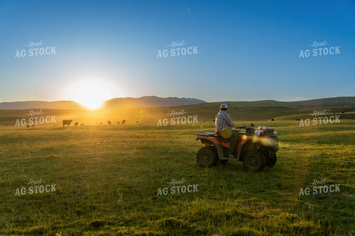 Farmer Checking Cows 65228