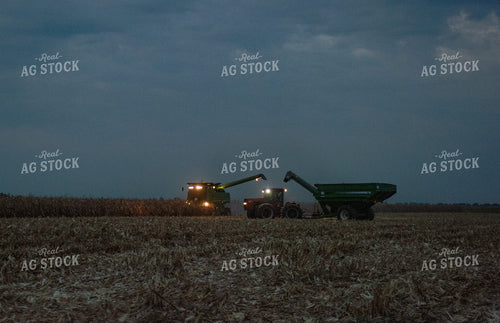Corn Harvest 129067