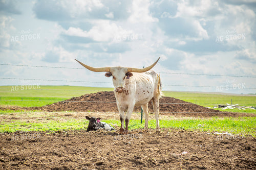 Longhorn Cow Calf Pair 155491