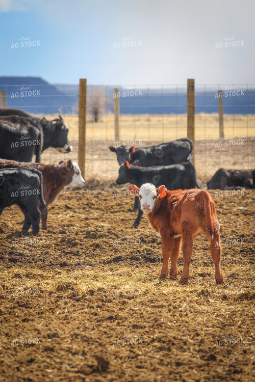 Hereford Calf in Pasture 78068