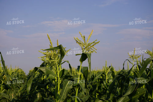 Corn Tassel 148004