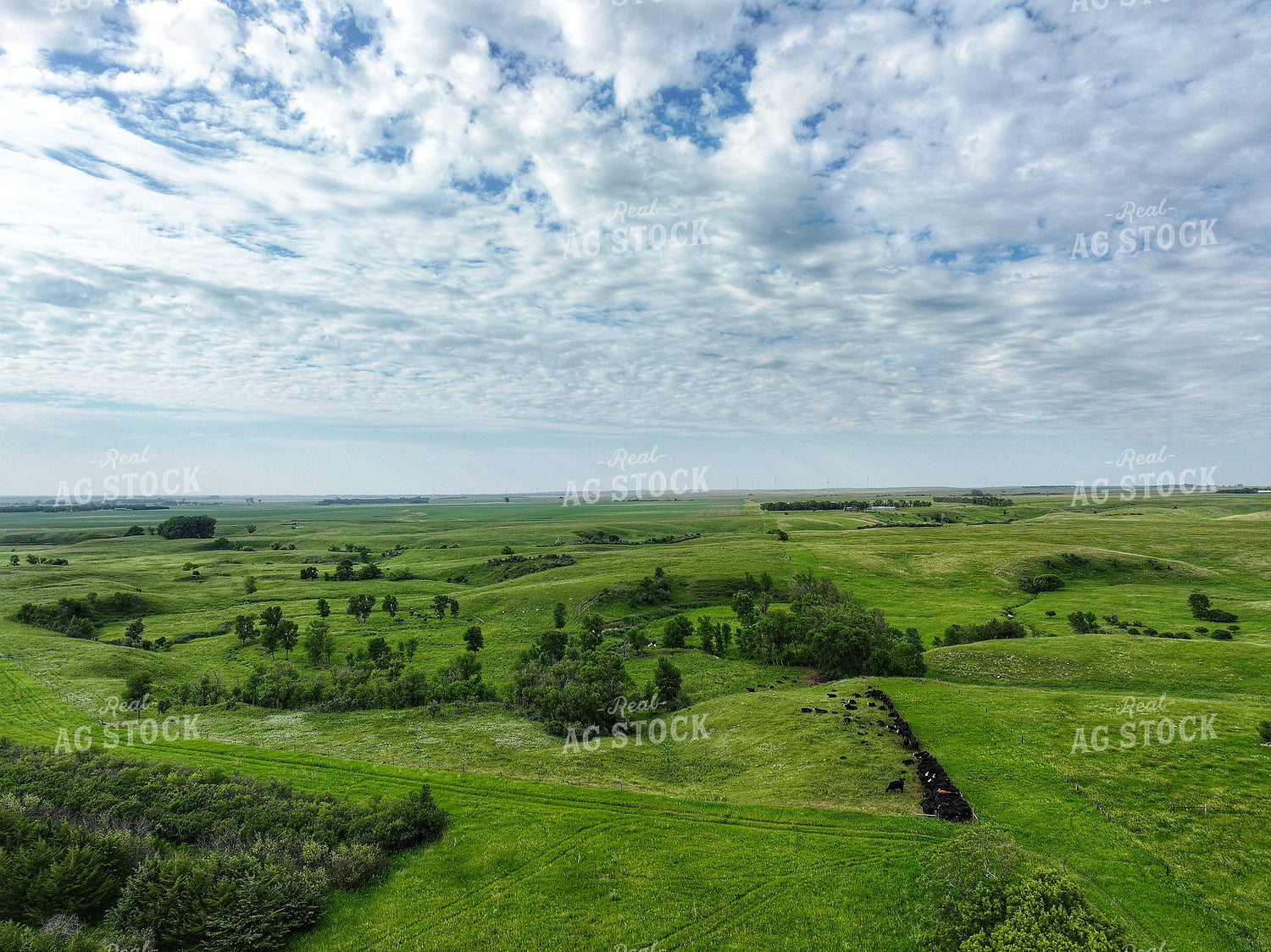 Aerial of Summer Pasture 141297