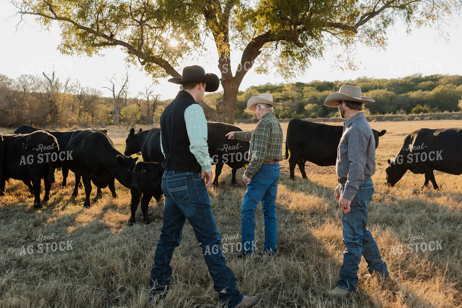 Ranchers Checking Cattle 205155