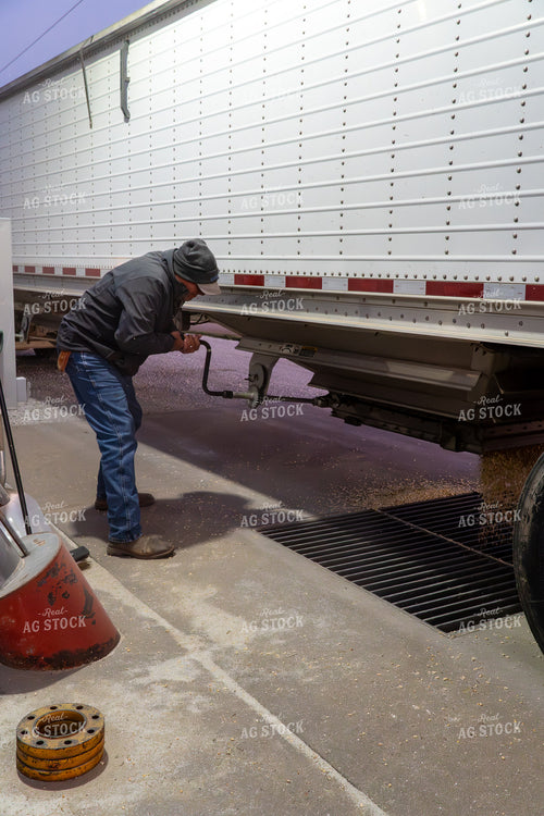 Unloading Grain at Bin Site 65512