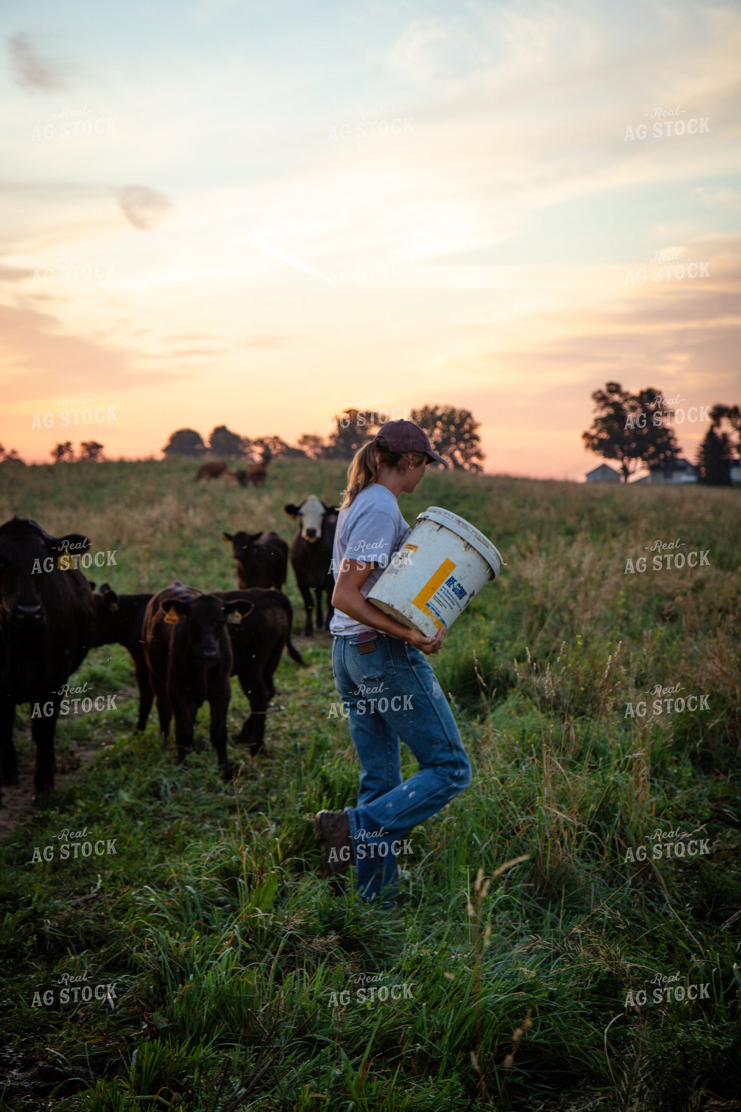 Cattle Producer Feeding Cow Calf Pairs 268351