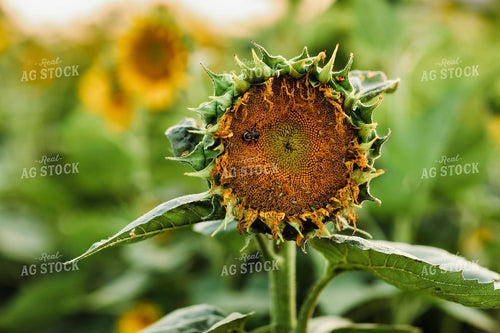 Bee Pollinating Sunflower 3267