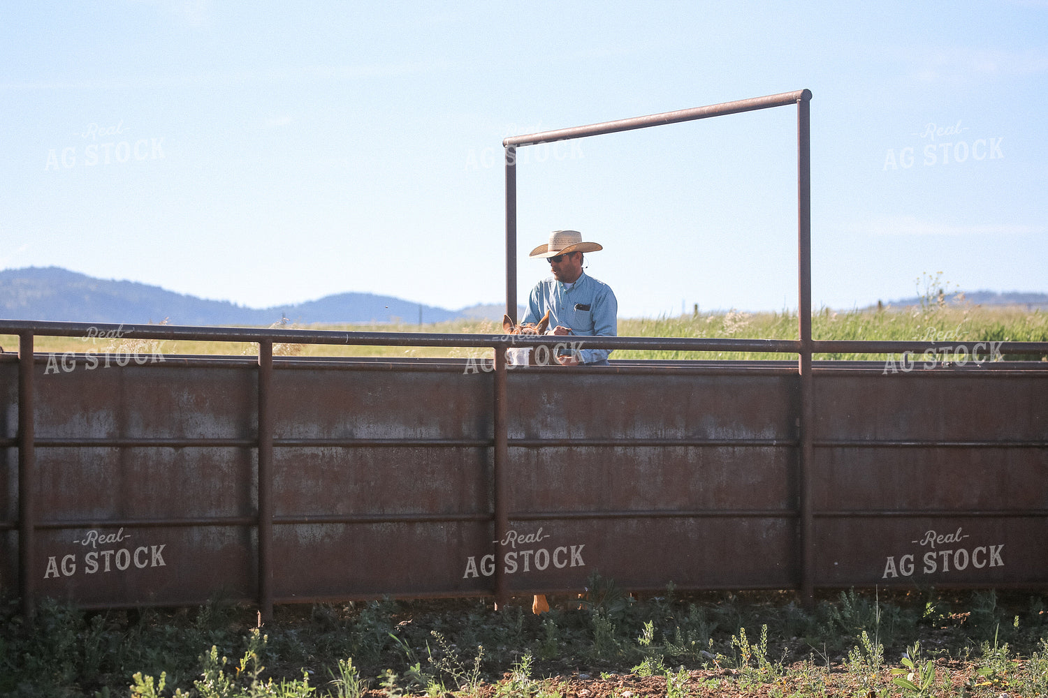 Rancher on Horseback Processing Cattle 275024