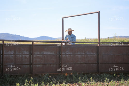 Rancher on Horseback Processing Cattle 275024