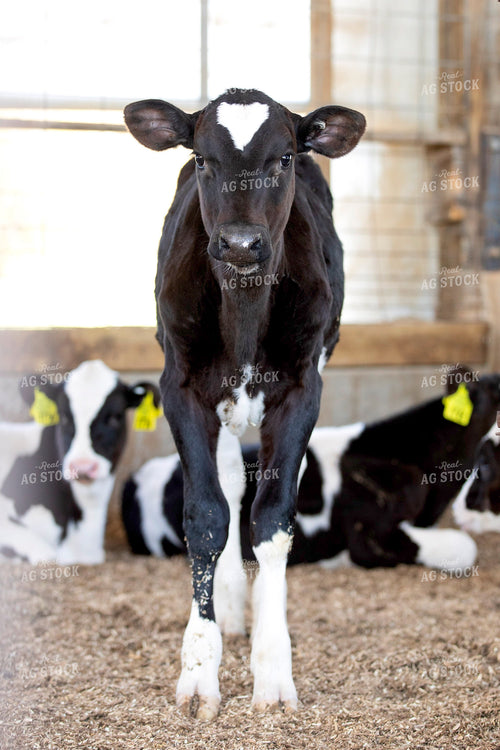 Holstein Calf 55269