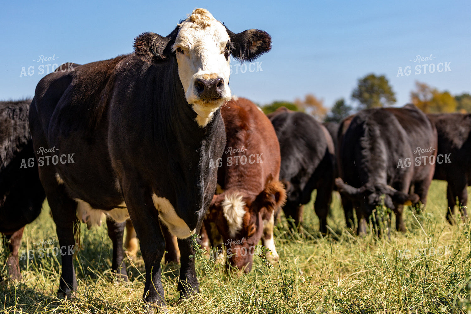 Crossbred Cattle 90089