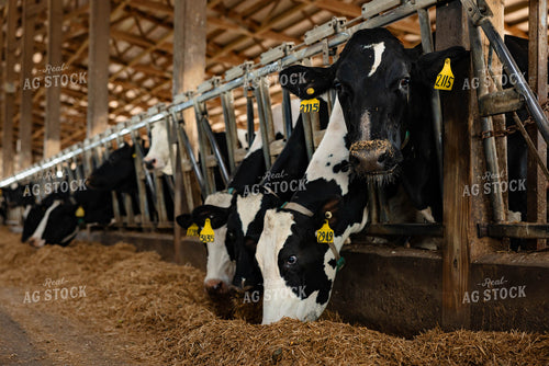 Holstein Cattle in Open Air Barn 152271